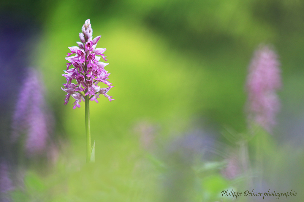 Orchis militaire