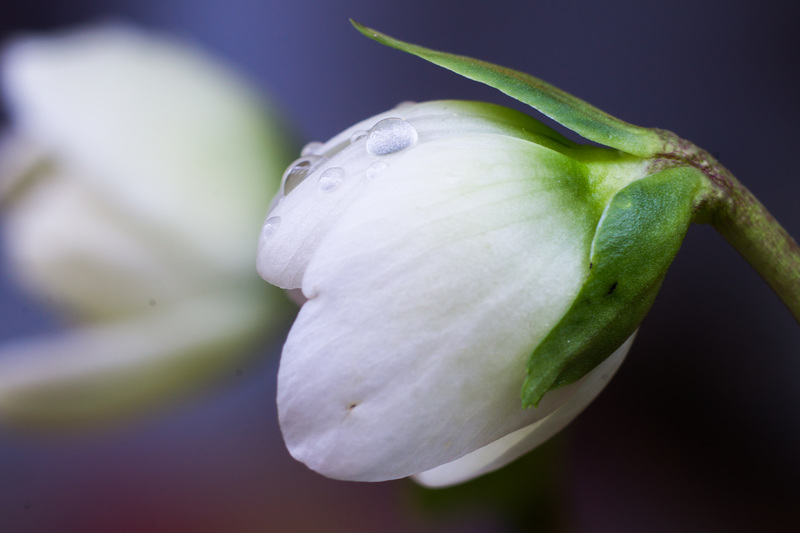 Christrose