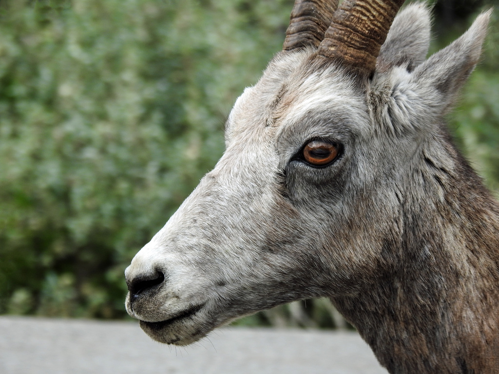 Bighorn Sheep