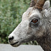 Bighorn Sheep