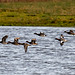 Ducks in flight