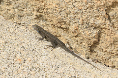 Great Basin Fence Lizard