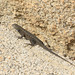 Great Basin Fence Lizard