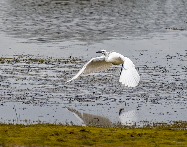 Egret2