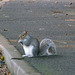 Squirrel22