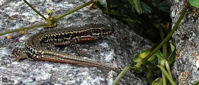 Petite singularité de hier après-midi, à regarder en grand