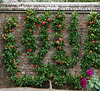 Red apples and purple dahlias