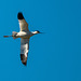 Avocet