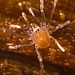 IMG 2689 Harvestmanv2