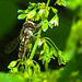 20230613 0965CPw [D~LIP] Hain-Schwebfliege (Episyrphus balteatus), Stumpfblättriger Ampfer (Rumex obtusifolius), Bad Salzuflen