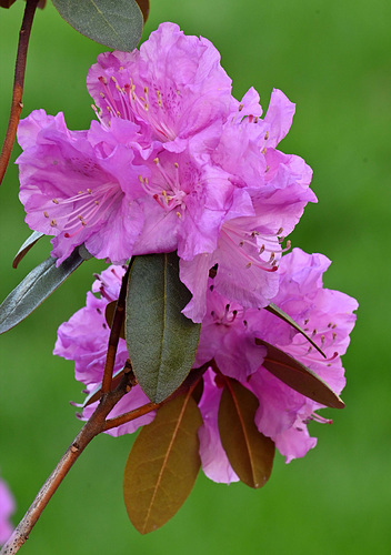 Azalea IMG 20240511 211210