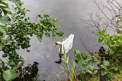 Mute Swan