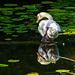 Doppelschwan