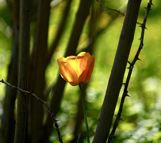 Tulpe mit Dornen