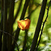 Tulpe mit Dornen