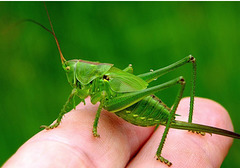 Holding a grasshopper : un criquet ravageur