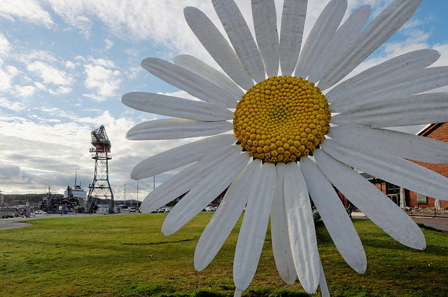 La marguerite du port