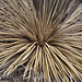 Cactus Burst – Desert Botanical Garden, Papago Park, Phoenix, Arizona