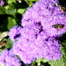 Noch gibt es Bienen....