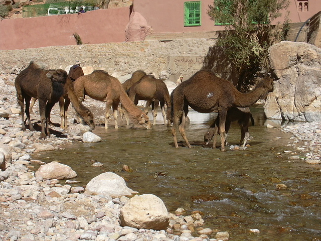 Baby camel!