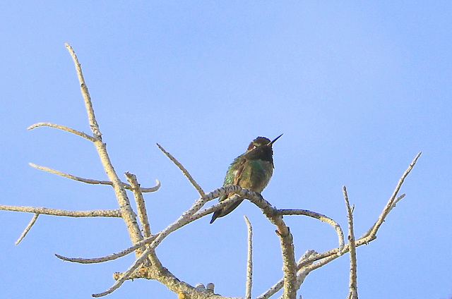 Anna's Humminbird