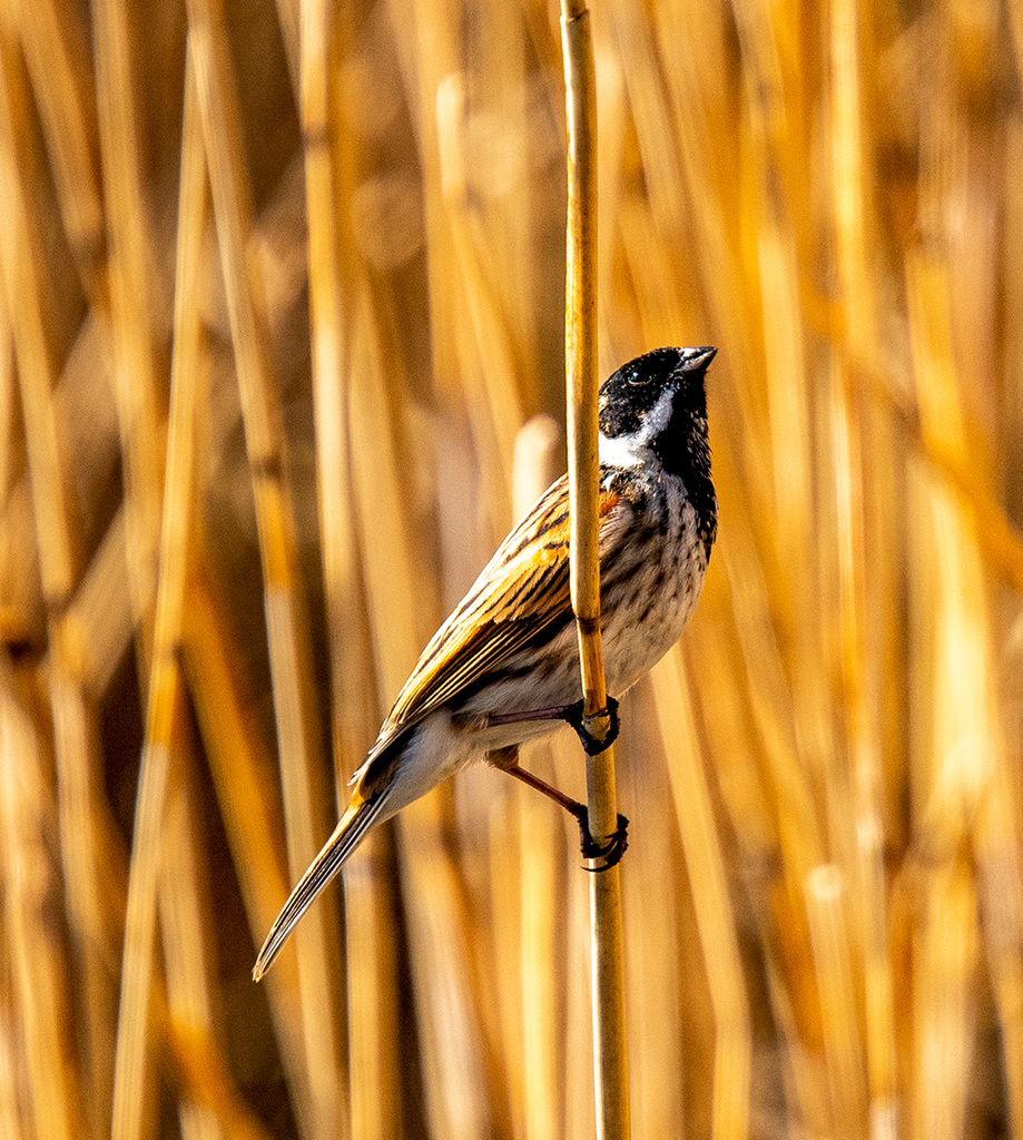 Reed bunting