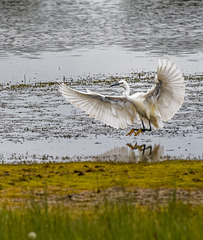 Egret3