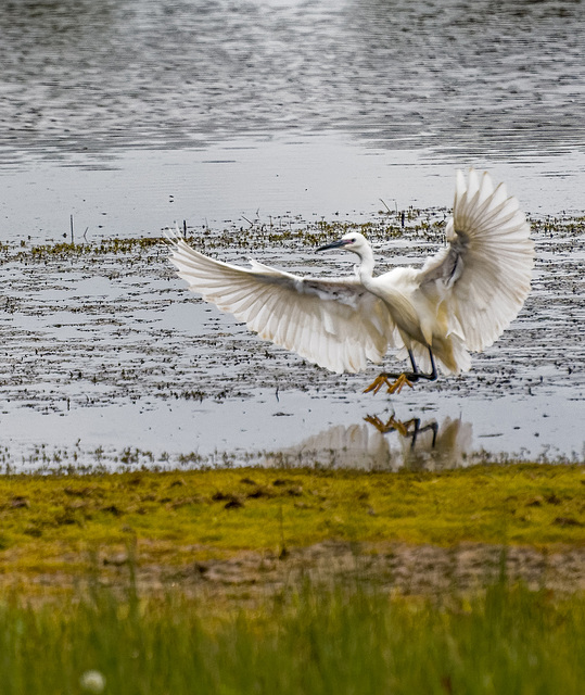 Egret3