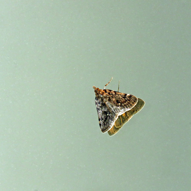 Moth with reflection