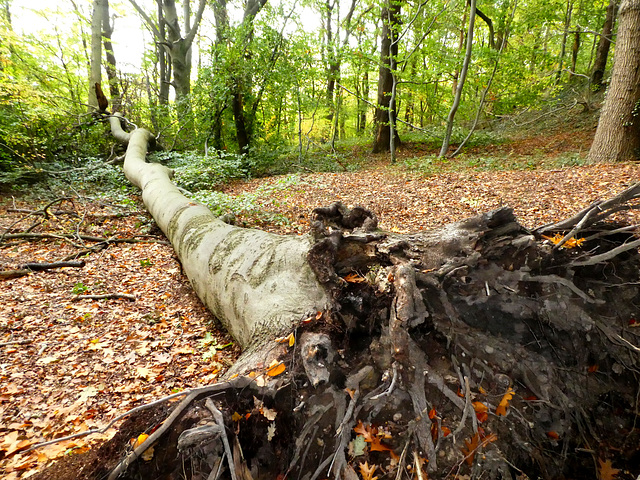 Hellingbos met beukenbomen Imsterrader bos