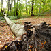 Hellingbos met beukenbomen Imsterrader bos