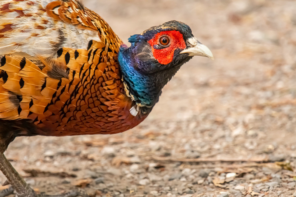 Pheasant