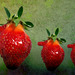 Strawberry family