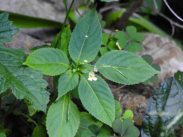 20230613 0967CPw [D~LIP] Kleinblütiges Springkraut (Impatiens parvuflora), Bad Salzuflen