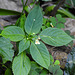 20230613 0967CPw [D~LIP] Kleinblütiges Springkraut (Impatiens parvuflora), Bad Salzuflen