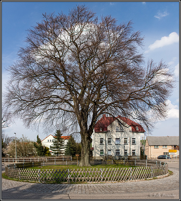 HFF - Blutbuche in Weißenborn HFF - Blutbuche in Weißenborn