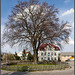 HFF - Blutbuche in Weißenborn