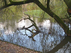 Amsterdam by the ducks