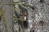 alsace 201504 ecureuil 2