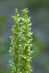 Green Bog Orchis