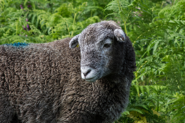 Herdwick Lamb