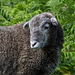 Herdwick Lamb