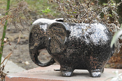Elefant im Garten