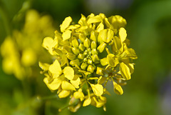 Blühender Raps (Brassica napus)