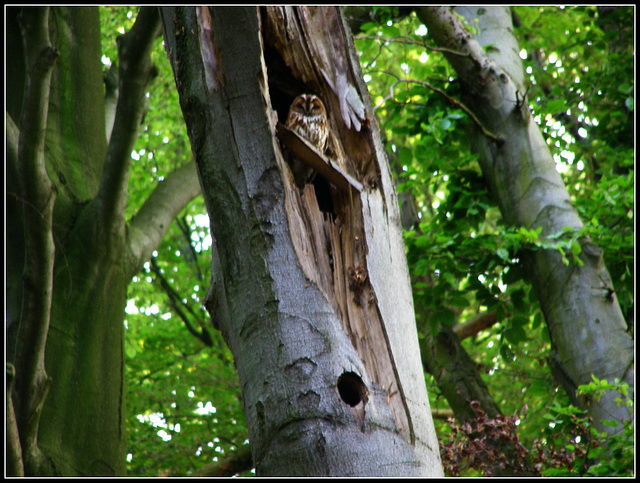 The Owl Tree