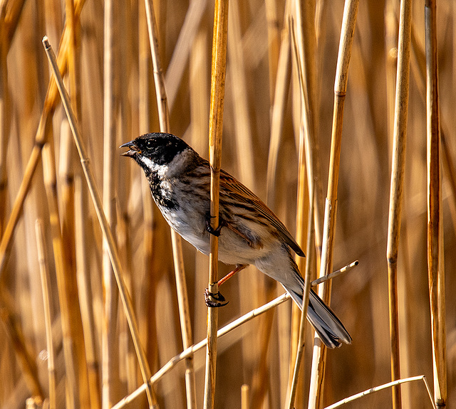 Reed bunting