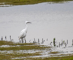 Egret4