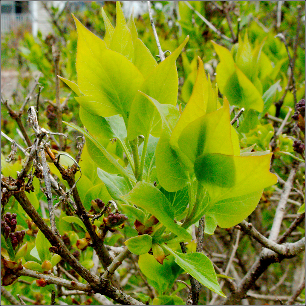 Lilacs Under Construction