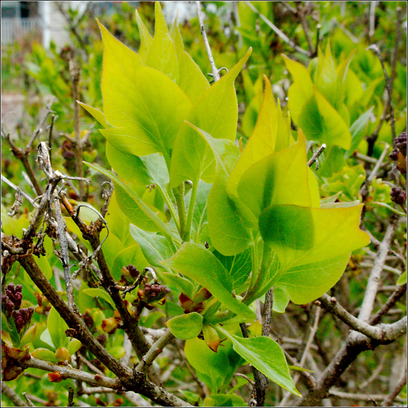 Lilacs Under Construction