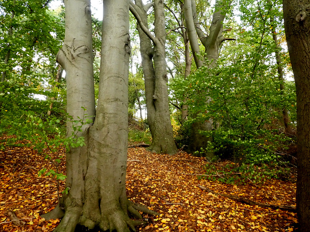 Hellingbos met beukenbomen Simpelveld